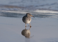 Calidris maritima13sty1